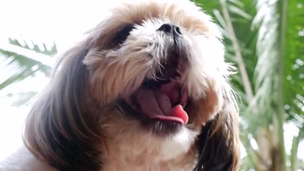 Primer plano del perro Shih Tzu — Vídeo de stock