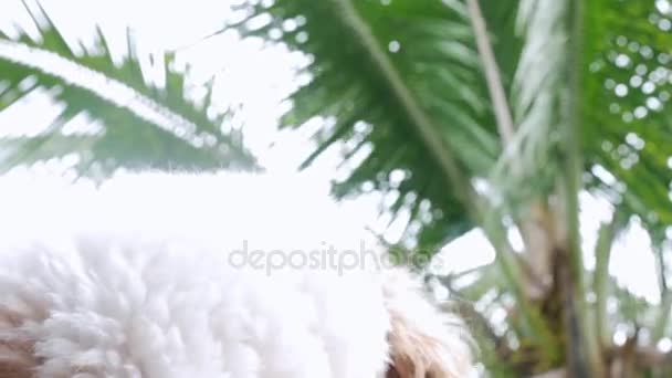 Primo piano del cane Shih Tzu — Video Stock