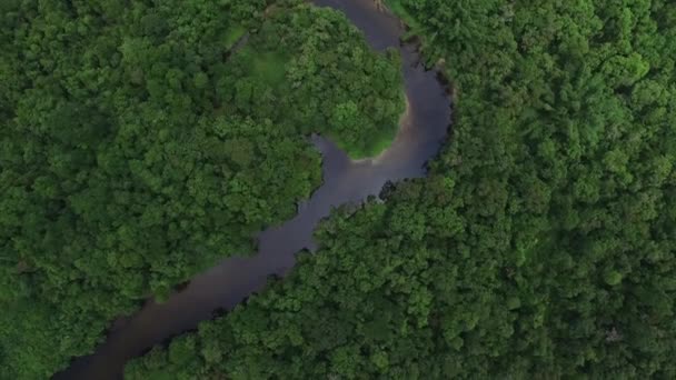 Pemandangan udara hutan hujan Amazon, Brasil — Stok Video