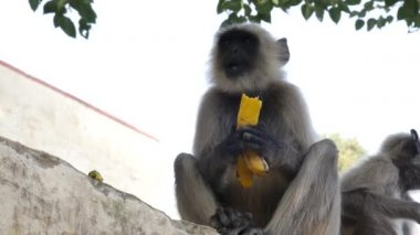 Maymun muz yemek Jaipur, Hindistan.