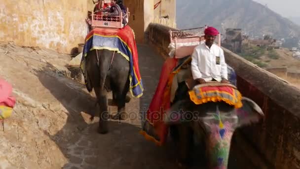 JAIPUR, INDE - CIRCA NOVEMBRE 2016 : Point de vue d'éléphants transportant des passagers au fort Amber à Jaipur, Rajasthan, Inde — Video