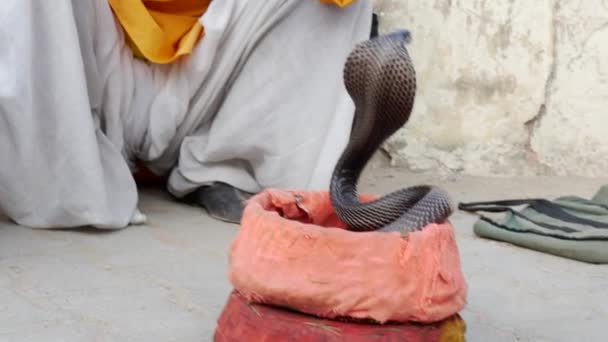 Snake charmer at the street of Jaipur, India — Stock Video