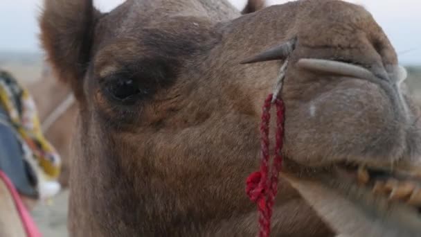 Primer plano del camello en el desierto — Vídeo de stock