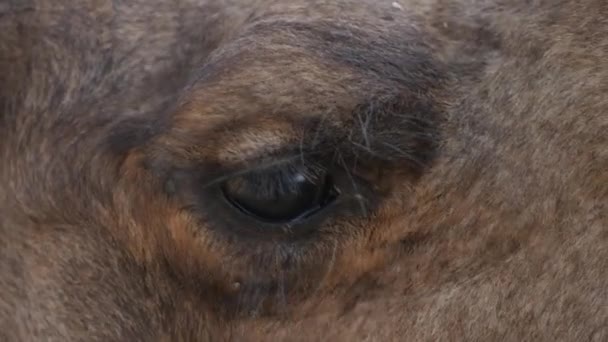 Primer plano del camello en el desierto — Vídeos de Stock