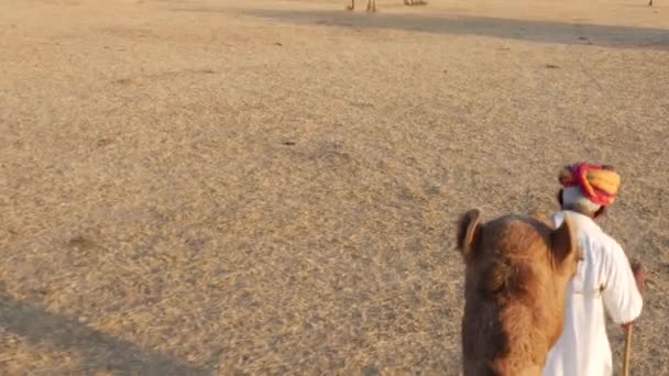 Άποψη του μια βόλτα με καμήλα στους αμμόλοφους άμμου στην έρημο — Αρχείο Βίντεο