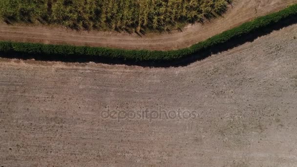Survoler le champ de canne à sucre 