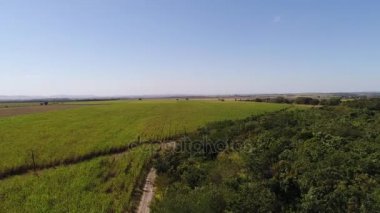 Şeker kamışı alanın üzerinde uçan