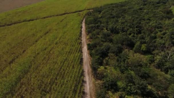Flying Over Sugar Cane Field — Stock Video