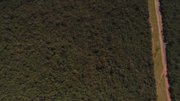 Flug über Zuckerrohrfeld in São Paulo, Brasilien — Stockvideo