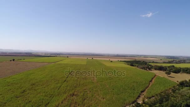 Rural Area in Sao Paulo, Brazil — Stock Video