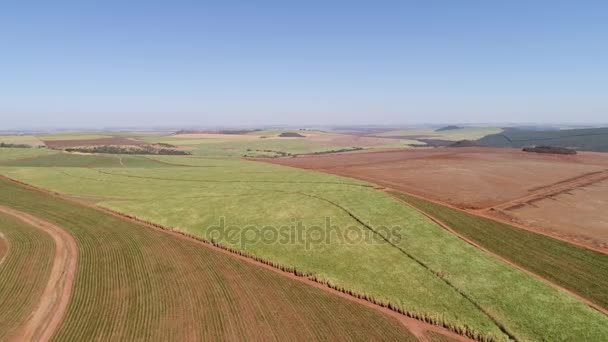 Flying Over Sugar Cane Field in Brazil — Stock Video