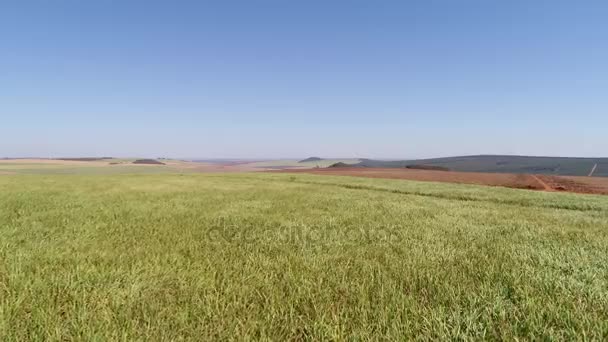 Volando sobre el campo de caña de azúcar en Brasil — Vídeos de Stock