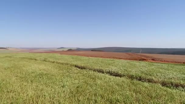 Volando sobre el campo de caña de azúcar en Brasil — Vídeo de stock