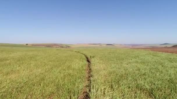 Полет над сахарным тростником в Бразилии — стоковое видео