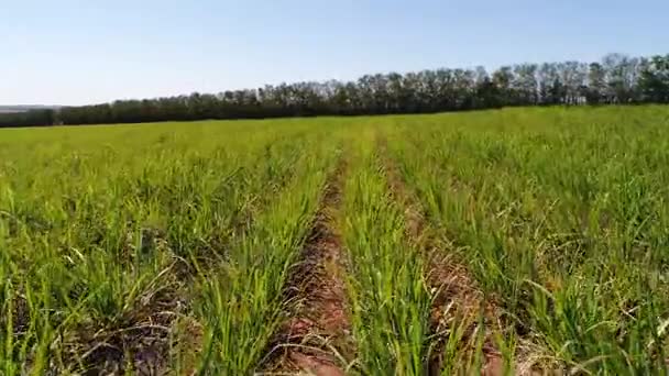 Полет над сахарным тростником в Бразилии — стоковое видео