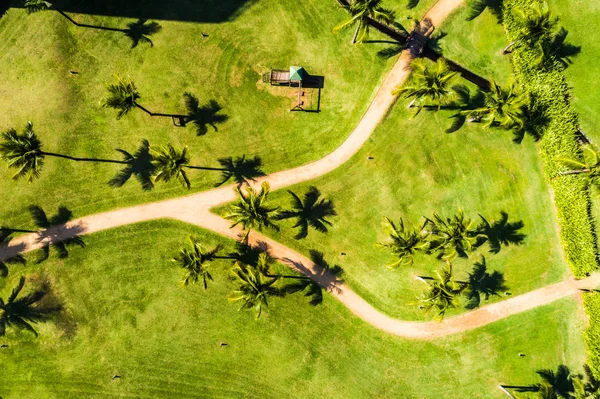 Ovanifrån av Palm träd och två väg väg — Stockfoto