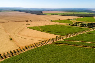 Şeker kamışı alan Brezilya