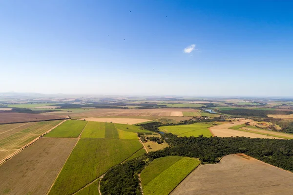 Suikerriet veld in Brazilië — Stockfoto