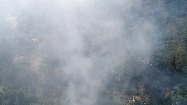 Feu de forêt - Arbre brûlant Aérien — Video