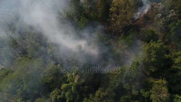 Feu de forêt - Arbre brûlant Aérien 