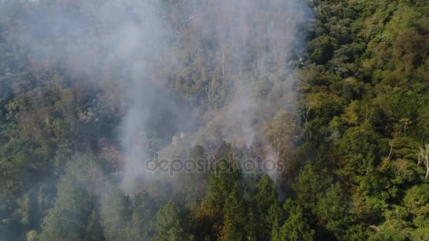 Forest Fire - Burning Tree antenne — Stockvideo