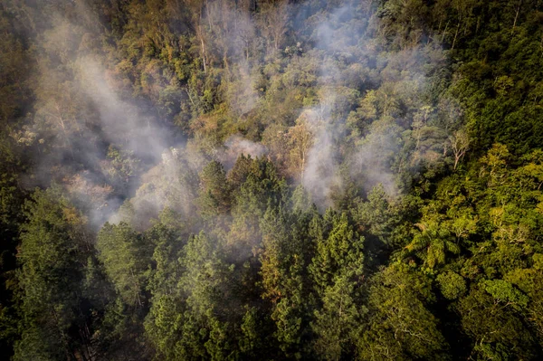 Skovbrand - brændende træ antenne - Stock-foto
