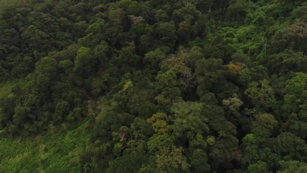 Paisagem Florestal e Montanhas em um dia Nublado — Vídeo de Stock