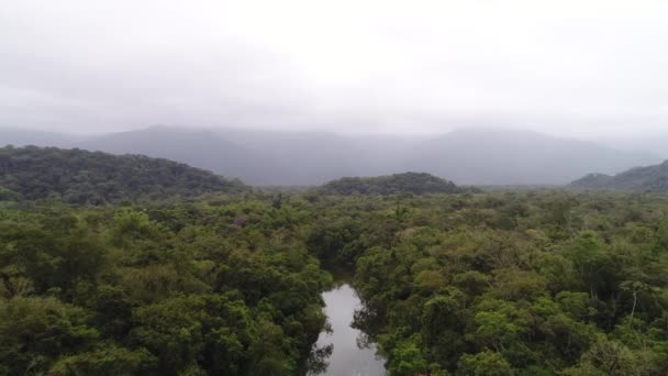 Aerial View of Amazon Rainforest, South America — Stock Video