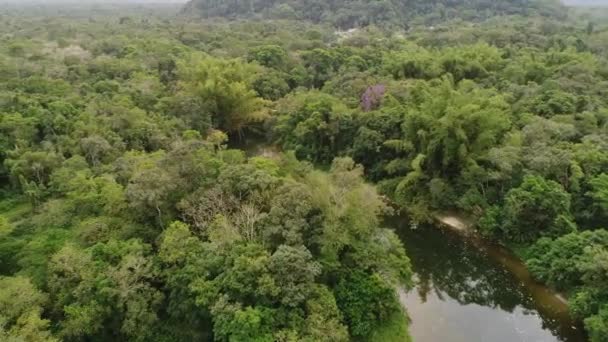 Luchtfoto van het Amazone-regenwoud, Zuid-Amerika — Stockvideo