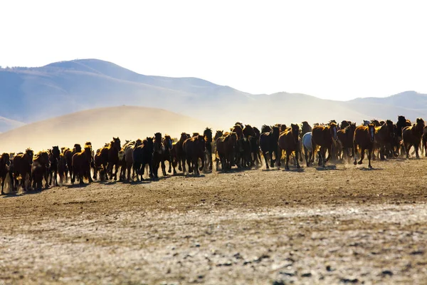 Herd Wild Horses Running Inner Mongolia Grassland — Stock Photo, Image