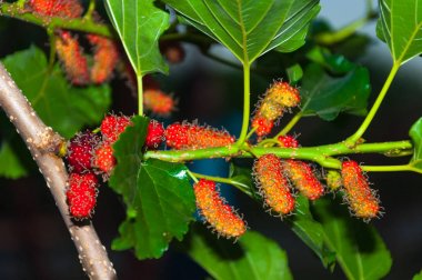 Dut meyve ağacı üzerinde