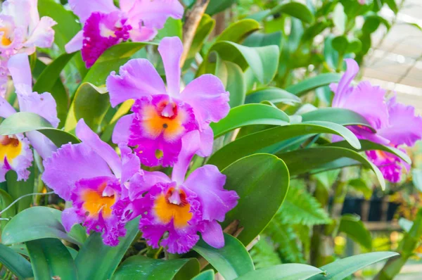 Kosmetické Barevné Orchideje Měkké Přírodní Pozadí — Stock fotografie