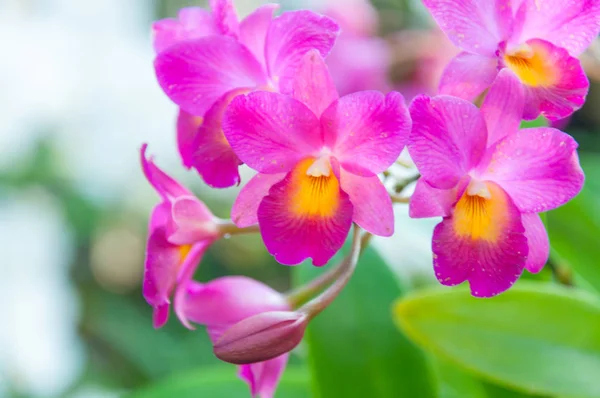 Kosmetické barevné orchideje — Stock fotografie