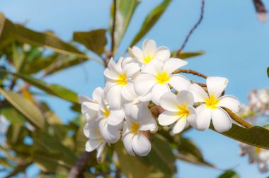 Beyaz Plumeria Pudica