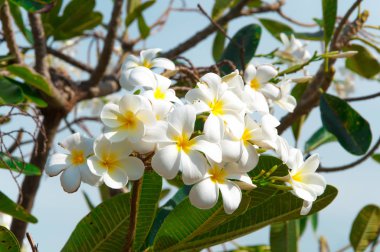 Beyaz Plumeria Pudica