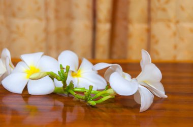 Beyaz Plumeria Pudica flora