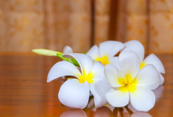 Plumeria Blanca Pudica flora —  Fotos de Stock