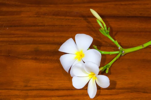 화이트 Plumeria Pudica 식물 — 스톡 사진