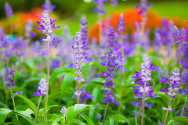 Taze lavanta botanik Çiçek bahçesinde