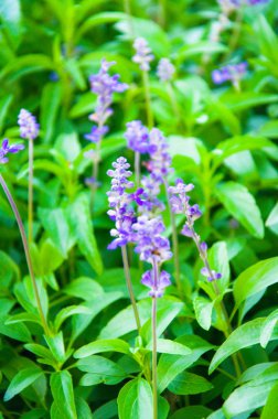 Taze lavanta botanik