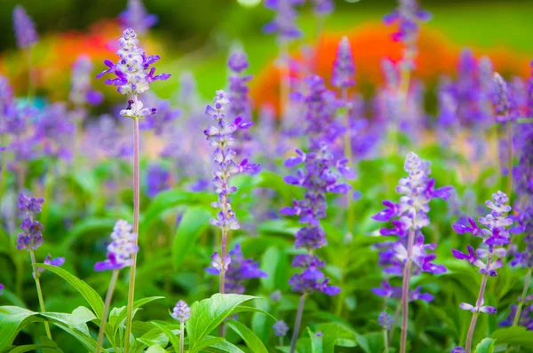 Taze lavanta botanik Çiçek bahçesinde