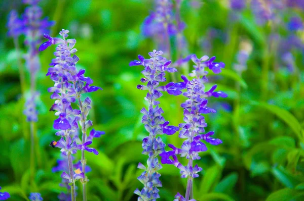 Taze lavanta botanik