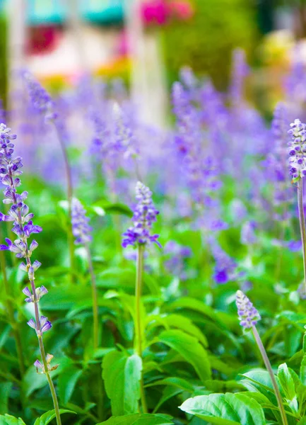 Taze lavanta botanik Çiçek bahçesinde