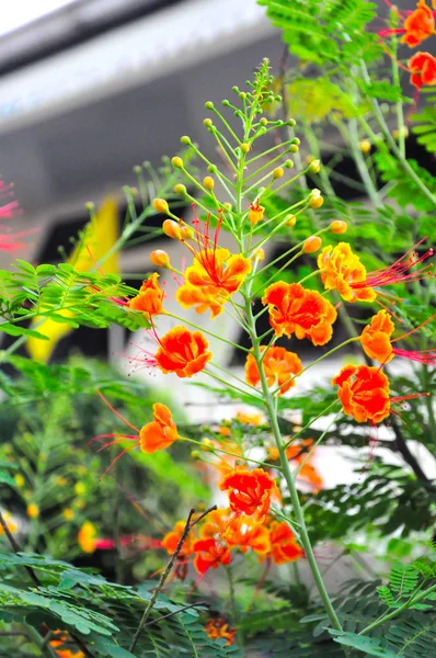 Caesalpinia Pulcherrima Páv Květ — Stock fotografie