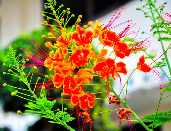 Caesalpinia Pulcherrima Flor Pavão — Fotografia de Stock