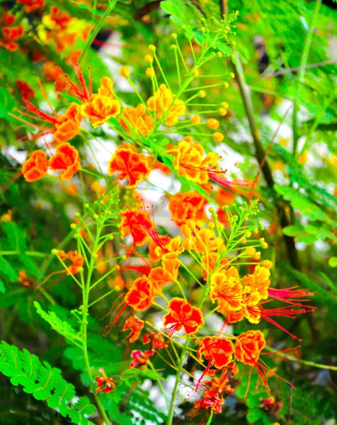 Caesalpinia Pulcherrima Квітка Павич — стокове фото