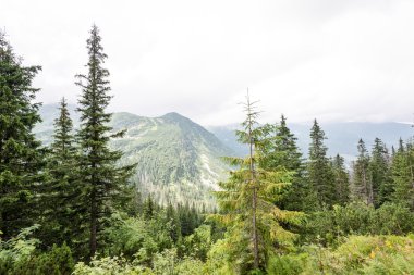 Misty sabah Dağ Manzaralı