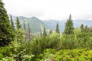 Misty sabah Dağ Manzaralı
