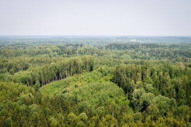 Sisli ormanın panoramik manzarası. uzak ufuk