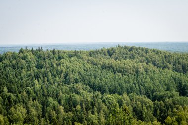 Sisli ormanın panoramik manzarası. uzak ufuk